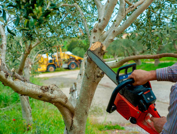 Emergency Storm Tree Removal in Rock Island, WA